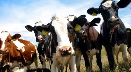KIVS - Kvægbrugsinteresserede Veterinærstuderende